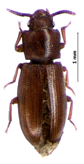 Palorus depressus (Fabricius, 1790)