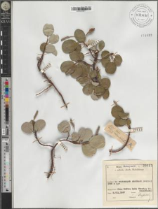 Salix reticulata L.