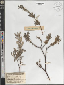 Salix viminalis - repens Lasih fo. rosmarinifolia