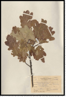Quercus robur L.