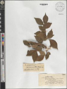 Ulmus campestris L. var. suberosa (Ehrh.) Gürke × scabra Mill.