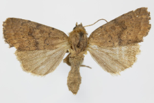 Hoplodrina octogenaria