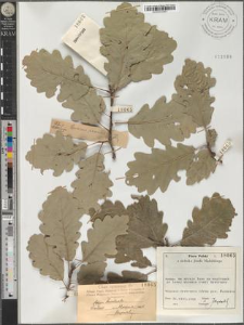 Quercus sessilis