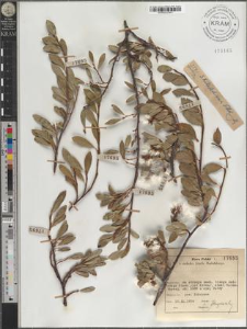 S[alix] Kitaibeliana Willd.
