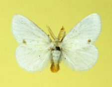 Euproctis similis (Fuessly, 1775)
