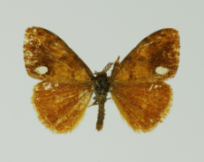 Orgyia antiqua (Linnaeus, 1758)