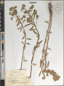 Euphorbia Esula L.