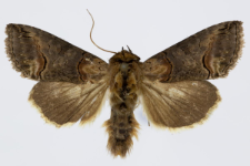 Abrostola tripartita