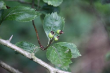 Crataegus douglasii Lindl.