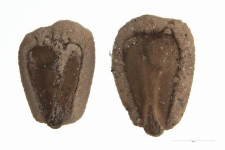 Lycopus europaeus