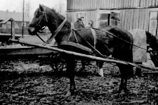 Horse in a harness