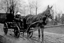 One horse harnessed