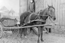 One horse harnessed