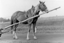 Horse in a harness