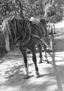 One horse harnessed