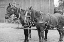 Harness