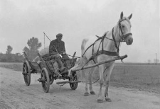 One horse harnessed