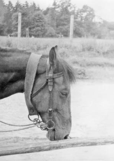 Bridle