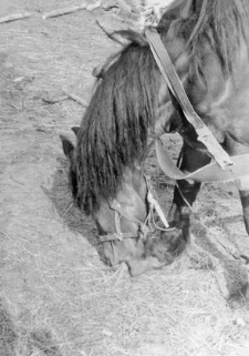Horse in a harness