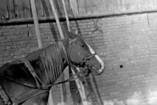 Bridle