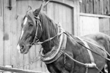 Bridle and a horse collar