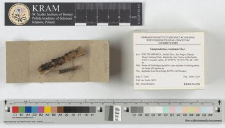 Lamproderma ovoideum Meyl.