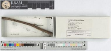 Lamproderma piriforme (Meyl.) Mar.Mey. & Poulain