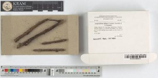 Lamproderma album H.Neubert, Nowotny & K.Baumann