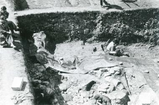Discovering of the stone structures in the trench in the collegiate church