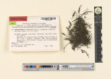 Dendrocryphaea latifolia Griffin, Gradstein & Aguirre