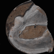 Plattenhornstein rogowiec (Tabular chert of the Baiersdorf-type) : dokumentacja [3D]