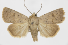 Hoplodrina respersa