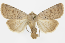 Hoplodrina respersa