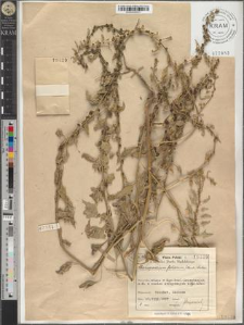 Chenopodium foliosum (Mnch.) Ascher.