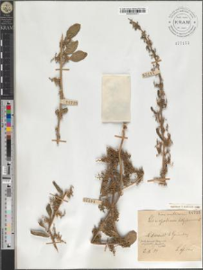 Chenopodrum polyspermum L.