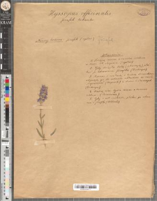 Hyssopus officinalis