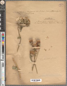 [Cirsium sp. & Centaurea jacea]