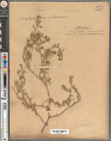 [Polygonum aviculare]