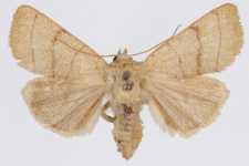 Charanyca trigrammica