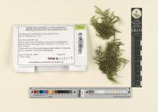Pterobryopsis acuminata (W.J.Hooker) M.Fleischer