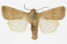 Hoplodrina rebeli