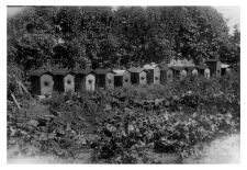 Wooden beehives
