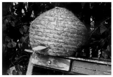A bee skep