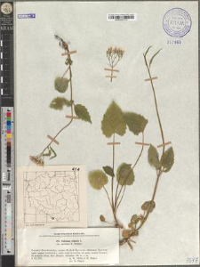 Valeriana tripteris L. subsp. austriaca E. Walther