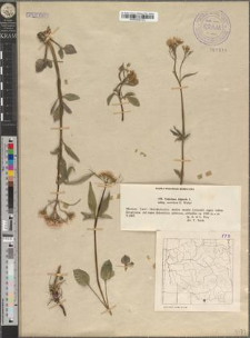 Valeriana tripteris L. subsp. austriaca E. Walther