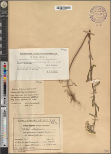 Achillea millefolium L. subsp. pannonica (Scheele) Hayek var. collina (Beck.) Vis.