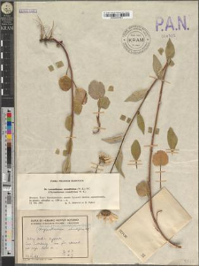 Leucanthemum rotundifolium (W. K.) DC.