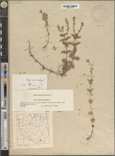 Veronica chamaedrys L. subsp. chamaedrys