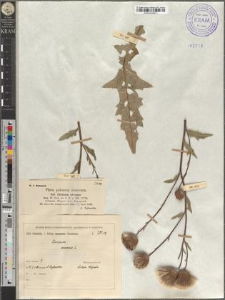 Cirsium arvense Scop.