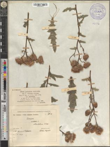 Cirsium arvense Scop. var. obtusilobum G. Beck